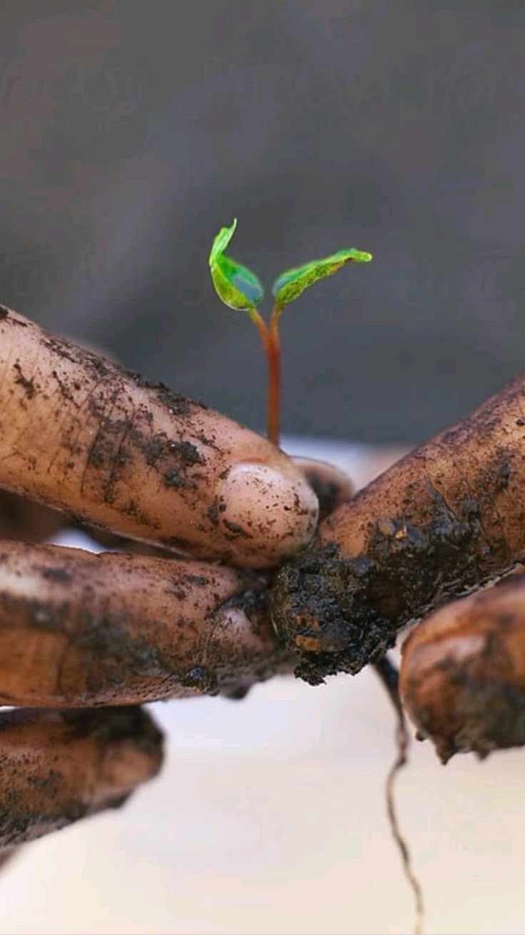 Hands gently holding a small seedling rooted in soil
